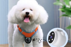 Collier enregistreur pour animaux de compagnie