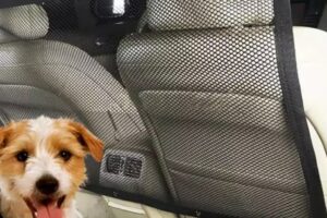 Clôture d'isolation des chiens