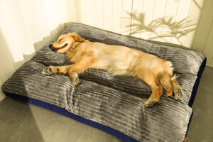 Lit amovibles et lavables pour chien